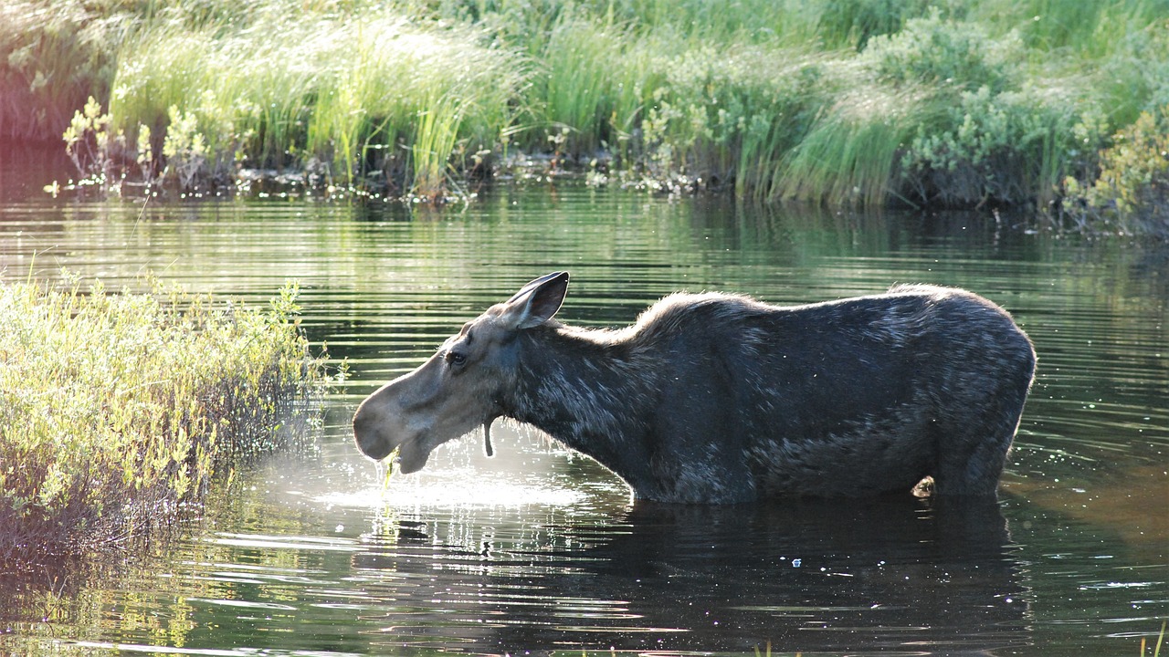 Why Conserving Wetlands is Crucial for a Healthy Planet